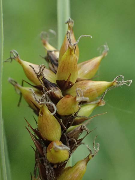 Carex riparia \ Ufer-Segge / Great Pond Sedge, D Mannheim 12.5.2026