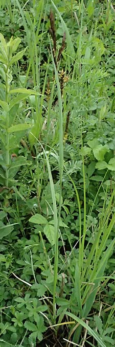Carex riparia \ Ufer-Segge / Great Pond Sedge, D Mannheim 12.5.2026