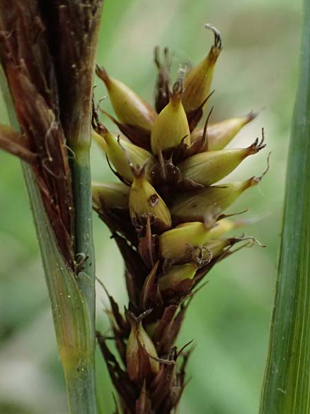 Carex riparia \ Ufer-Segge / Great Pond Sedge, D Mannheim 12.5.2026