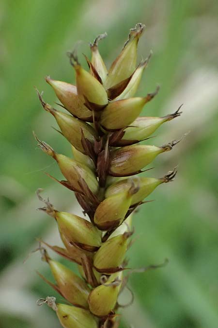 Carex riparia \ Ufer-Segge / Great Pond Sedge, D Mannheim 12.5.2026