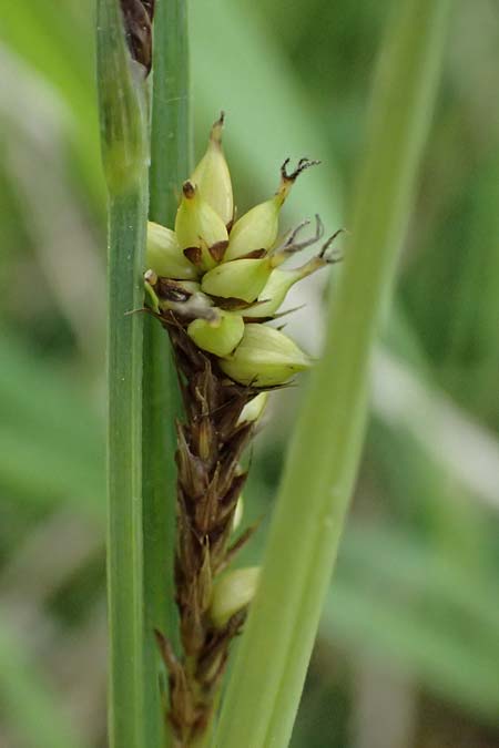 Carex riparia \ Ufer-Segge / Great Pond Sedge, D Mannheim 12.5.2026