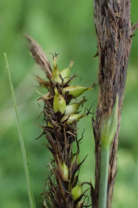 Carex riparia \ Ufer-Segge / Great Pond Sedge, D Mannheim 12.5.2026