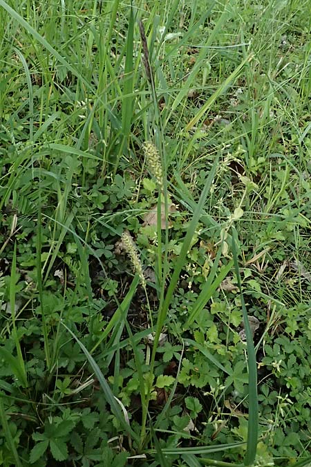 Carex riparia \ Ufer-Segge / Great Pond Sedge, D Mannheim 12.5.2026