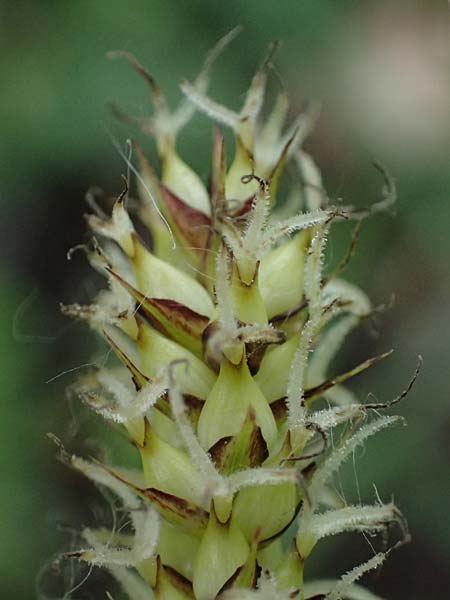 Carex riparia \ Ufer-Segge / Great Pond Sedge, D Mannheim 12.5.2026