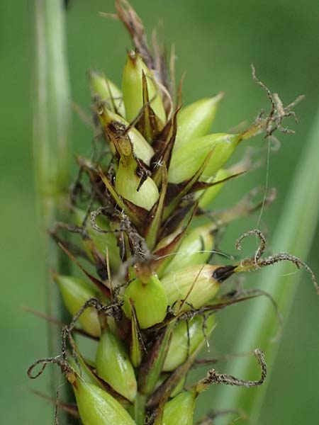 Carex riparia \ Ufer-Segge / Great Pond Sedge, D Mannheim 12.5.2026