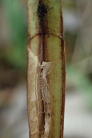Carex riparia \ Ufer-Segge / Great Pond Sedge, D Mannheim 13.5.2026