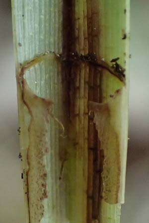 Carex riparia \ Ufer-Segge / Great Pond Sedge, D Mannheim 13.5.2026