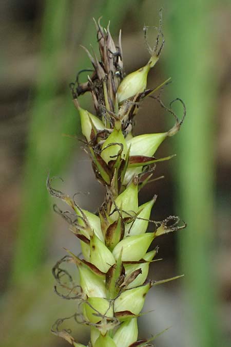 Carex riparia \ Ufer-Segge / Great Pond Sedge, D Mannheim 13.5.2026