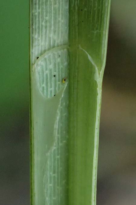 Carex riparia \ Ufer-Segge / Great Pond Sedge, D Mannheim 13.5.2026