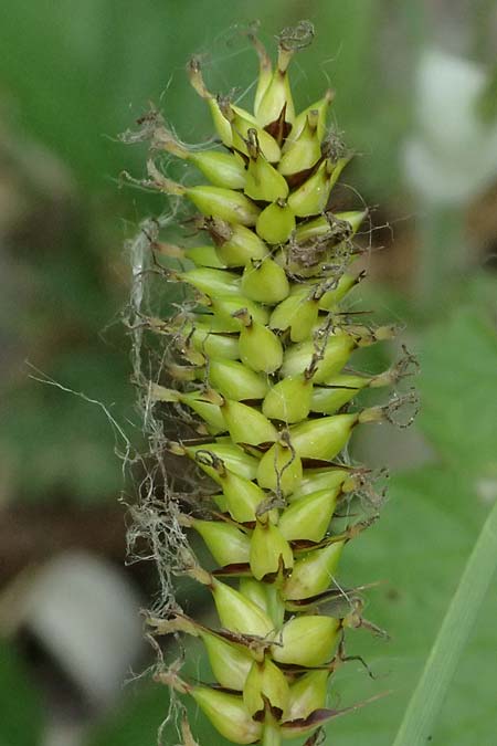 Carex riparia \ Ufer-Segge / Great Pond Sedge, D Mannheim 13.5.2026