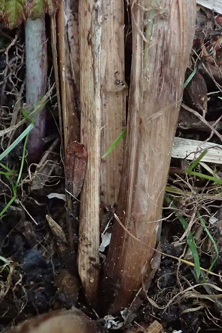 Carex riparia \ Ufer-Segge / Great Pond Sedge, D Mannheim 13.5.2026