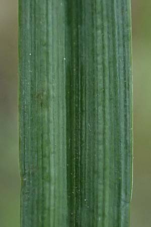 Carex riparia \ Ufer-Segge / Great Pond Sedge, D Mannheim 13.5.2026