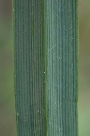 Carex riparia \ Ufer-Segge / Great Pond Sedge, D Mannheim 13.5.2026