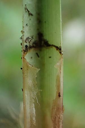 Carex riparia \ Ufer-Segge / Great Pond Sedge, D Mannheim 13.5.2026