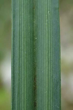 Carex riparia \ Ufer-Segge / Great Pond Sedge, D Mannheim 13.5.2026