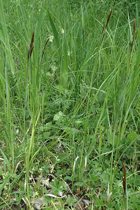 Carex riparia \ Ufer-Segge / Great Pond Sedge, D Mannheim 13.5.2026