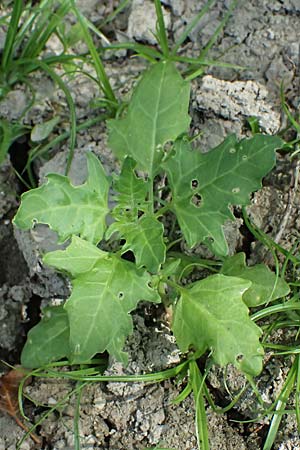 Chenopodium rubrum \ Roter G�nsefu� / Red Goosefoot, D Altrip 6.8.2026