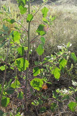Chenopodium strictum \ Streifen-Gnsefu / Striped Goosefoot, Lateflowering Goosefoot, D Sandhausen 31.7.2007
