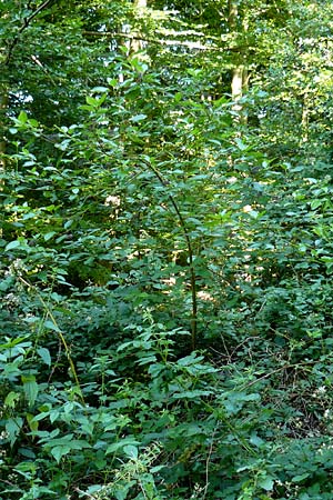 Cornus sericea \ Seidiger Hartriegel / Red Osier Dogwood, D Odenwald, Unterflockenbach 2.7.2015