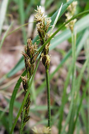 Carex spicata \ Stachel-Segge, Korkfrchtige Segge / Spicate Sedge, Prickly Sedge, D Langgöns 25.4.2015