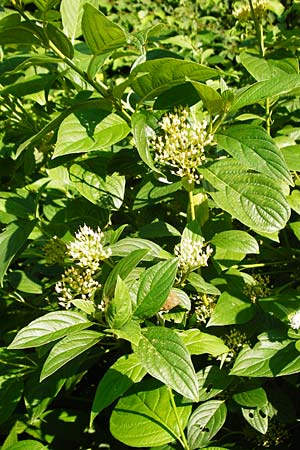Cornus sericea \ Seidiger Hartriegel / Red Osier Dogwood, D Mannheim 1.7.2015