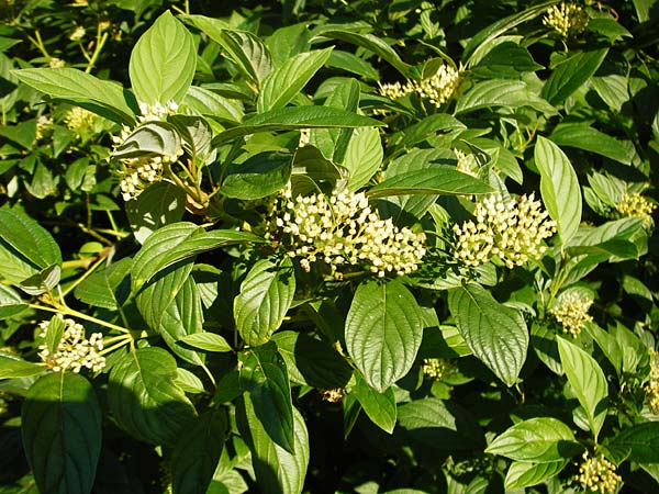 Cornus sericea \ Seidiger Hartriegel / Red Osier Dogwood, D Mannheim 1.7.2015
