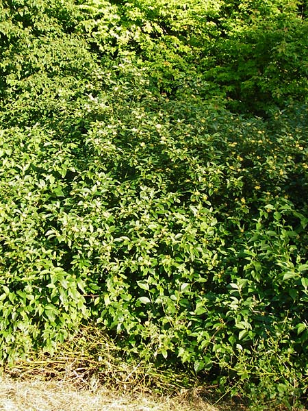 Cornus sericea \ Seidiger Hartriegel / Red Osier Dogwood, D Mannheim 1.7.2015