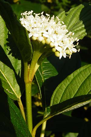 Cornus sericea \ Seidiger Hartriegel / Red Osier Dogwood, D Mannheim 1.7.2015