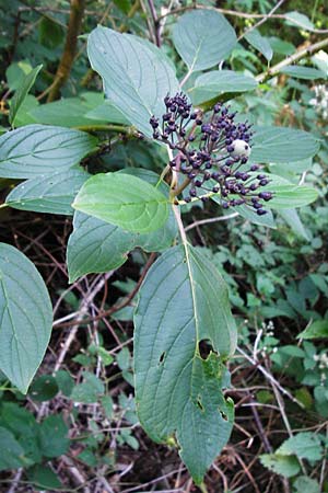 Cornus sericea \ Seidiger Hartriegel / Red Osier Dogwood, D Odenwald, Unterflockenbach 2.7.2015