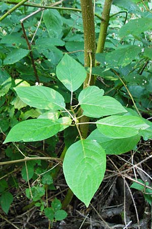 Cornus sericea \ Seidiger Hartriegel / Red Osier Dogwood, D Odenwald, Unterflockenbach 2.7.2015