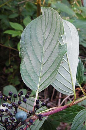Cornus sericea \ Seidiger Hartriegel / Red Osier Dogwood, D Odenwald, Unterflockenbach 2.7.2015