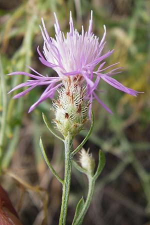 Centaurea australis \ Kleinkpfige Flockenblume / Southern Spotted Knapweed, D Mannheim 20.7.2015