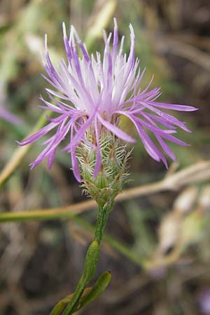 Centaurea australis \ Kleinkpfige Flockenblume / Southern Spotted Knapweed, D Mannheim 20.7.2015