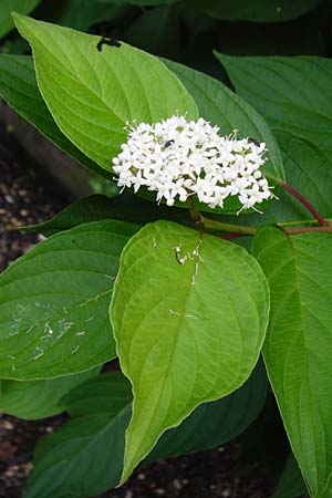 Cornus sericea \ Seidiger Hartriegel / Red Osier Dogwood, D Weinheim an der Bergstraße 20.7.2015
