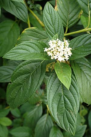 Cornus sericea \ Seidiger Hartriegel / Red Osier Dogwood, D Mannheim 18.8.2015