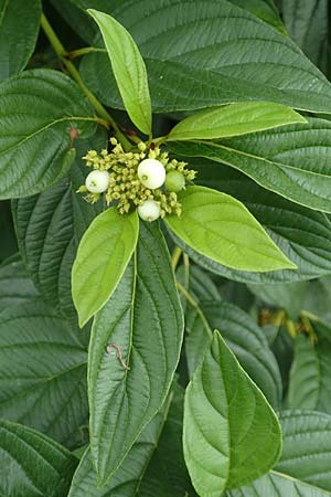 Cornus sericea \ Seidiger Hartriegel / Red Osier Dogwood, D Mannheim 18.8.2015