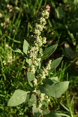 Chenopodium striatiforme \ Kleinblttriger Gnsefu / False Striped Goosefoot, D Mannheim 29.9.2015