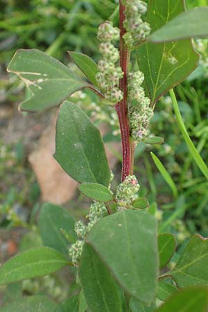 Chenopodium striatiforme \ Kleinblttriger Gnsefu / False Striped Goosefoot, D Mannheim 29.9.2015