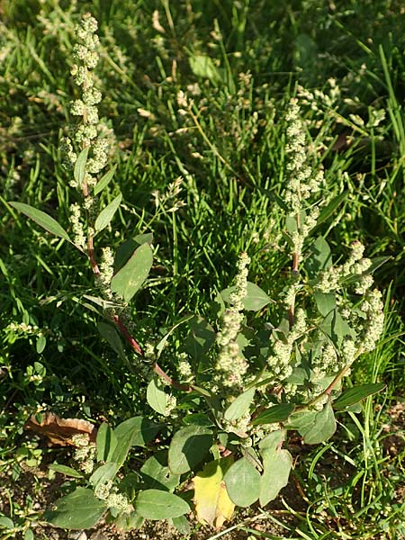 Chenopodium striatiforme \ Kleinblttriger Gnsefu / False Striped Goosefoot, D Mannheim 29.9.2015