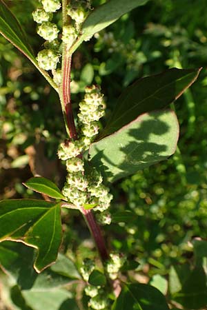 Chenopodium striatiforme \ Kleinblttriger Gnsefu / False Striped Goosefoot, D Mannheim 29.9.2015
