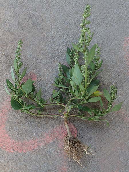 Chenopodium striatiforme \ Kleinblttriger Gnsefu / False Striped Goosefoot, D Mannheim 29.9.2015