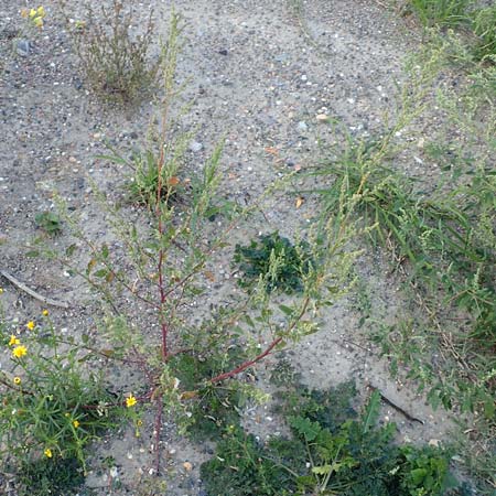 Chenopodium striatiforme \ Kleinblttriger Gnsefu / False Striped Goosefoot, D Mannheim 29.9.2015
