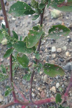 Chenopodium striatiforme \ Kleinblttriger Gnsefu / False Striped Goosefoot, D Mannheim 29.9.2015