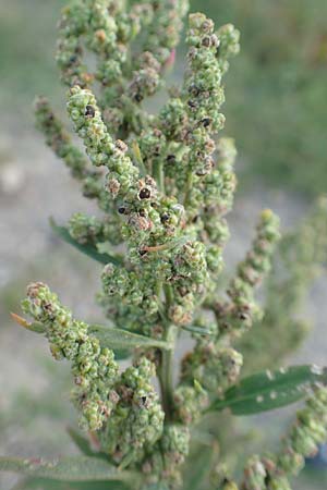 Chenopodium striatiforme \ Kleinblttriger Gnsefu / False Striped Goosefoot, D Mannheim 29.9.2015