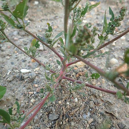Chenopodium striatiforme \ Kleinblttriger Gnsefu / False Striped Goosefoot, D Mannheim 29.9.2015