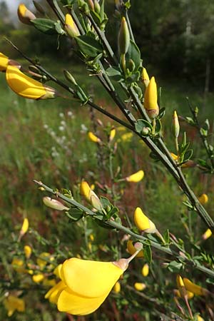 Cytisus striatus \ Gesteifter Besen-Ginster / Hairy-Fruited Broom, Portuguese Broom, D Gro&szlig;wallstadt am Main 28.4.2016