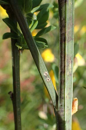 Cytisus striatus \ Gesteifter Besen-Ginster / Hairy-Fruited Broom, Portuguese Broom, D Gro&szlig;wallstadt am Main 28.4.2016