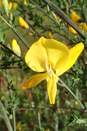Cytisus striatus \ Gesteifter Besen-Ginster / Hairy-Fruited Broom, Portuguese Broom, D Gro&szlig;wallstadt am Main 28.4.2016