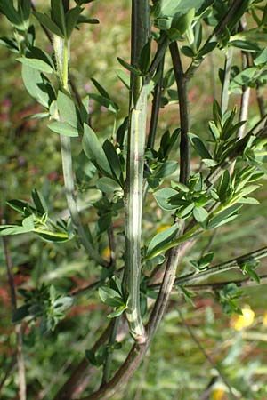 Cytisus striatus \ Gesteifter Besen-Ginster / Hairy-Fruited Broom, Portuguese Broom, D Gro&szlig;wallstadt am Main 28.4.2016
