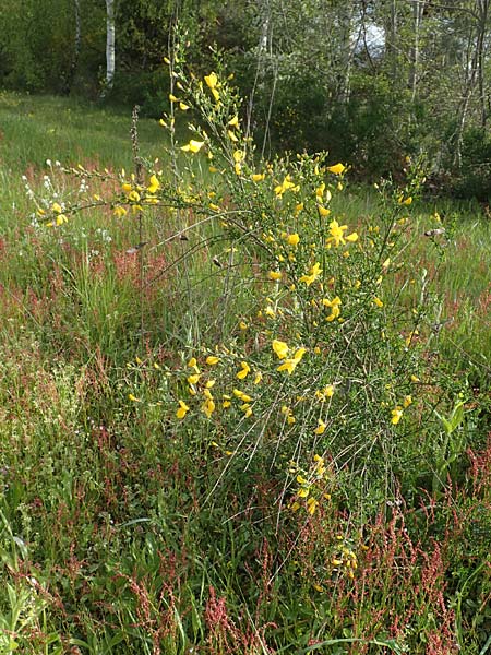 Cytisus striatus \ Gesteifter Besen-Ginster / Hairy-Fruited Broom, Portuguese Broom, D Gro&szlig;wallstadt am Main 28.4.2016